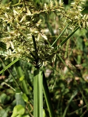 Cyperus pilosus