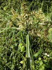 Cyperus pilosus