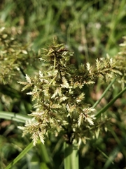 Cyperus pilosus