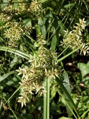 Cyperus pilosus