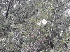 Amphilophium carolinae