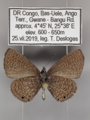 Pseudonacaduba aethiops