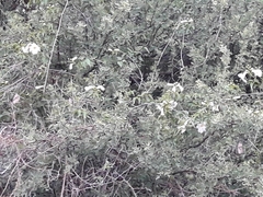 Amphilophium carolinae