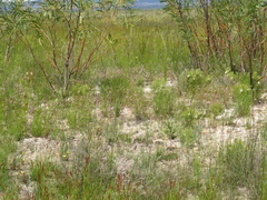 Lachnaea uniflora