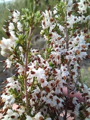 Erica penicilliformis