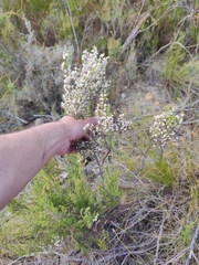Erica penicilliformis