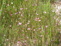 Lachnaea uniflora