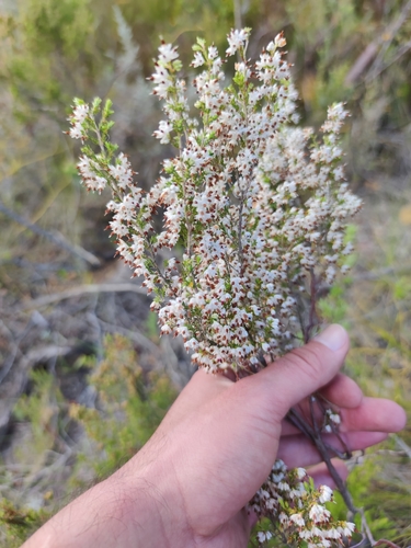 Image of Erica penicilliformis by (c) Seth Musker, some rights reserved (CC BY)