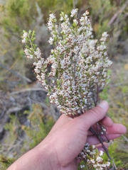 Erica penicilliformis