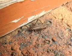 Eurepa marginipennis