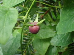 Codonopsis javanica japonica