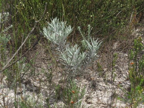 Image of Leucospermum parile by (c) Jeremy Gilmore, some rights reserved (CC BY)