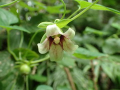 Codonopsis javanica japonica