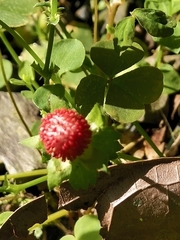 Potentilla hebiichigo