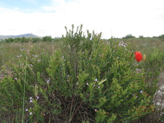 Lobostemon glaucophyllus