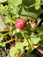 Potentilla hebiichigo