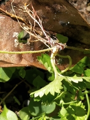 Potentilla hebiichigo