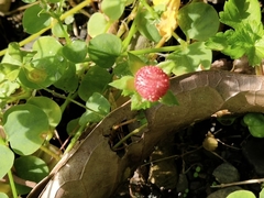 Potentilla hebiichigo