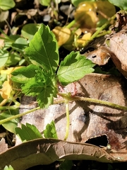 Potentilla hebiichigo