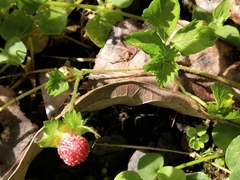 Potentilla hebiichigo