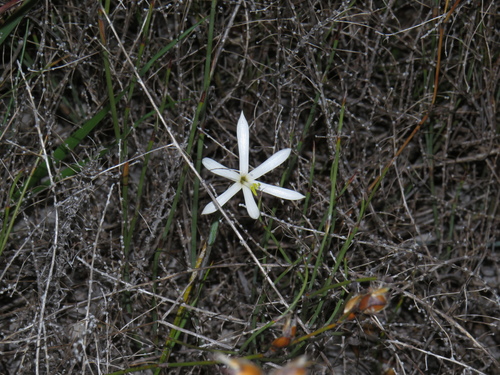 Geissorhiza tenella