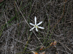 Geissorhiza tenella