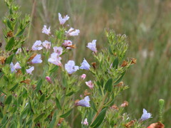 Lobostemon glaucophyllus