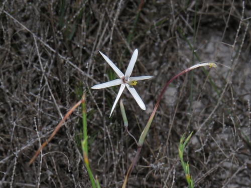 Image of Geissorhiza tenella by (c) Jeremy Gilmore, some rights reserved (CC BY)