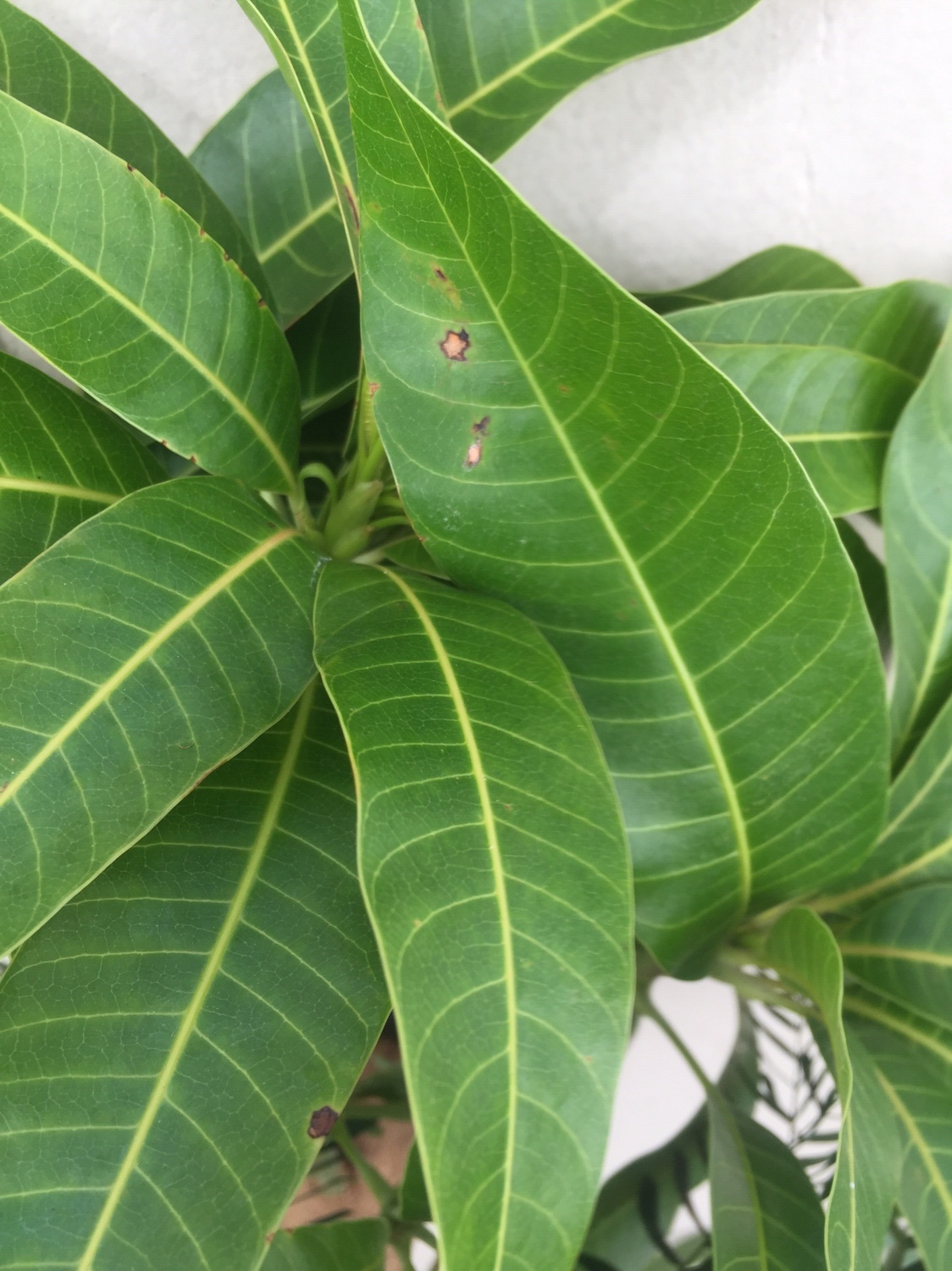 Mangifera indica