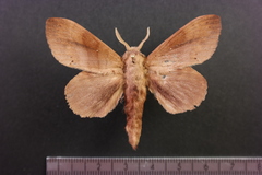 Prorifrons rufescens