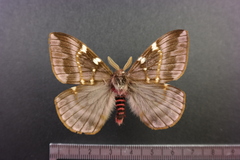 Paradirphia semirosea