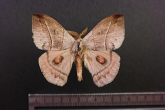 Hylesia lineata