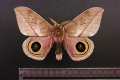 Automeris zozimanaguana