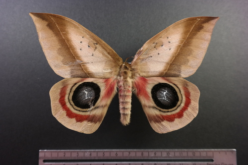 Automeris metzli