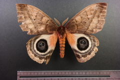 Automeris postalbida