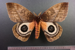 Automeris postalbida