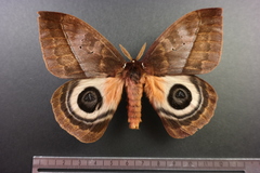 Automeris postalbida