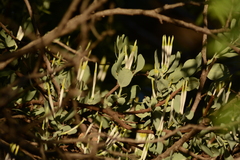 Agelanthus natalitius