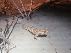 Chondrodactylus angulifer