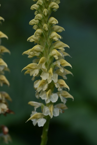 Pedicularis proboscidea