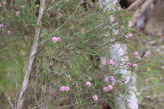 Melaleuca decussata