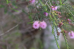 Melaleuca decussata