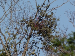 Tapinanthus rubromarginatus