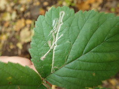 Stigmella splendidissimella