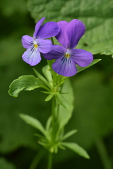 Viola disjuncta