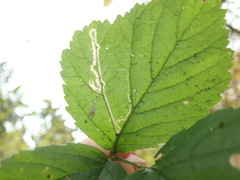 Stigmella splendidissimella