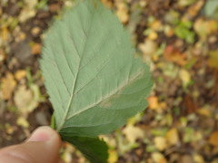 Stigmella splendidissimella
