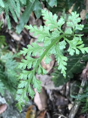 Asplenium ritoense