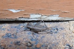 Eurepa marginipennis