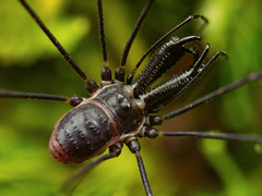 Nipponopsalis abei abei